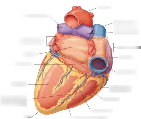 Diaphragmatic Surface of Heart Diagram | Quizlet