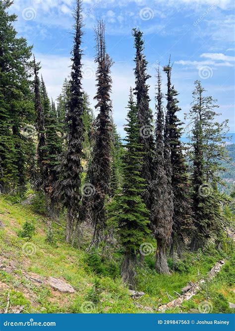 Black Moss Kills Trees in the Strawberry Mountain Wilderness Stock