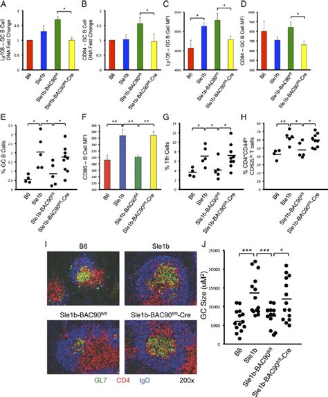 Gc B Cellintrinsic Effect Of Overexpression Of B Ly And Cd On