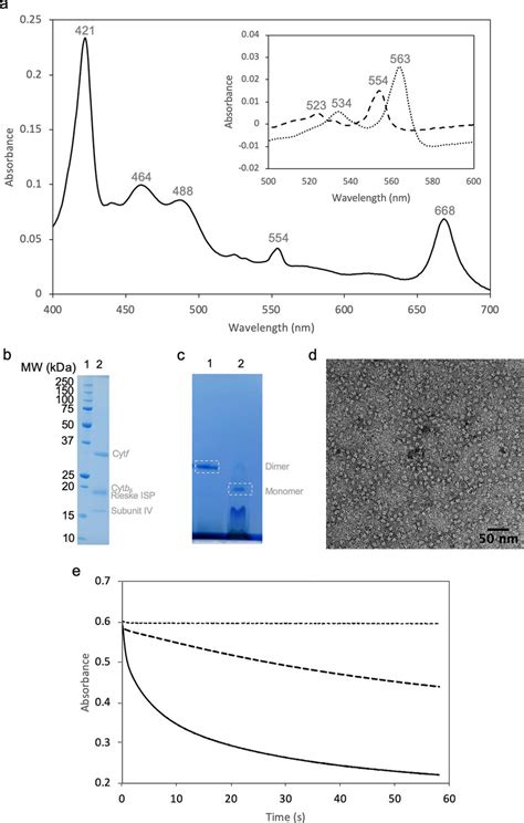 Purification Of Cytb6 F From Spinach A Absorption Spectrum Of