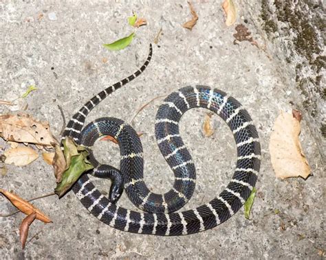 Many-Banded Krait - Facts, Diet, Habitat & Pictures on Animalia.bio