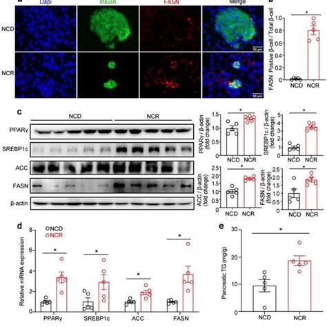 Cr Increased The Lipogenic Gene Expression In Pancreas Of Normal Chow