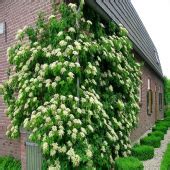 Купить Гортензия плетистая Petiolaris - Гортензия - GardenPlants