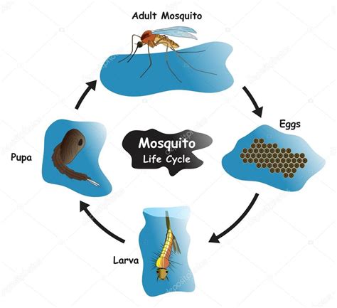 Diagrama Infográfico Del Ciclo De Vida Del Mosquito Mostrando Diferentes Fases Y Etapas De