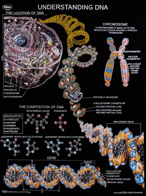 Black Rexine Chart at Rs 475/piece | General Scientific Examination ...