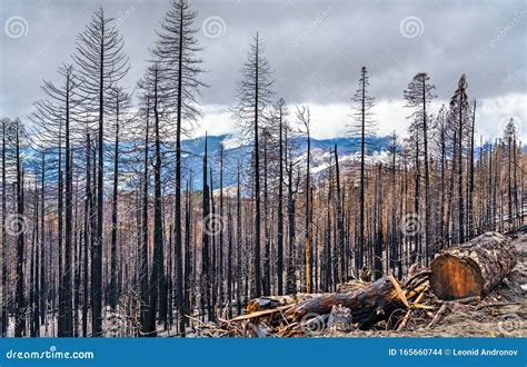 Burned Down Forest In Yosemite National Park California Stock Photo