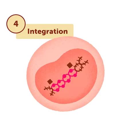 HIV as a Retrovirus: Life Cycle and How It Infects a Cell | myHIVteam