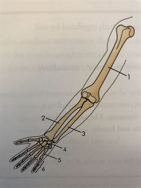 Arm Wrist And Hand Bones Diagram Quizlet