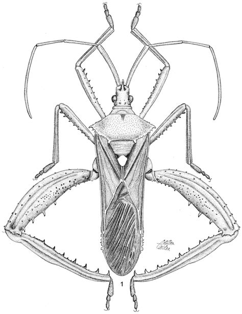 Ichilocoris A New Genus Of Acanthocephalini From South America