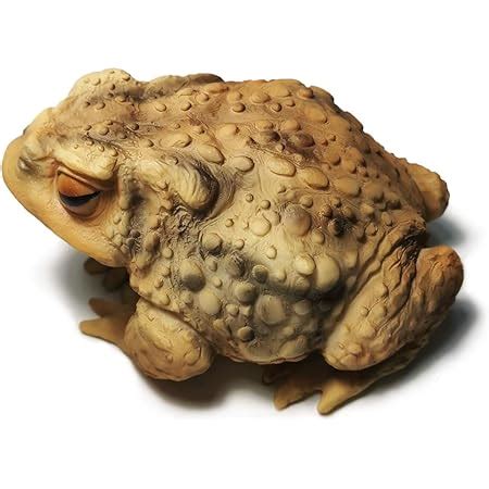 Amazon Toad Garden Statues Cement Frog Sculptures Cast Stone Frogs