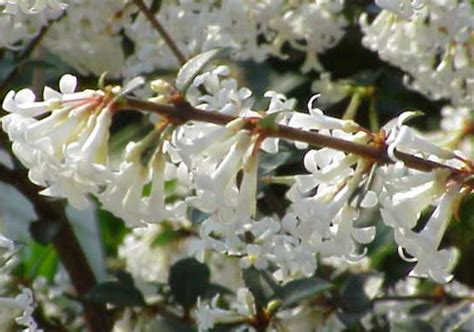 Osmanthus delavayi - Xera Plants