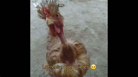 Mi Gallina Resultó Gallo Youtube