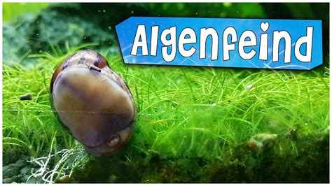 Algenfresser Rennschnecken Im Aquarium Zum Algen Bek Mpfen Aqua