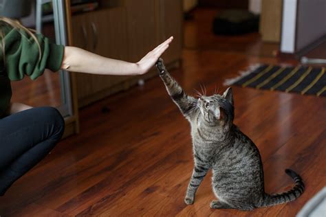 Want To Teach Your Cat Tricks It S Easier Than You Think