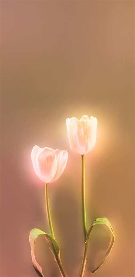 HD Light Pink Tulip Wallpapers Peakpx 42 OFF Rbk Bm