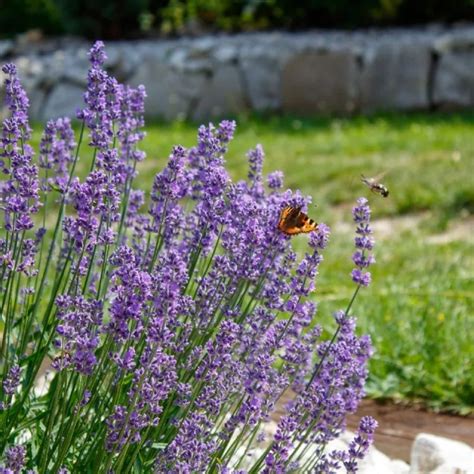 Lawenda W Skolistna Hidcote Blue Strain Lavandula Angustifolia