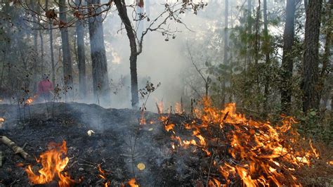 57 000 hectáreas afectadas en por incendios forestales en Ecuador