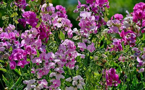 Sweet Peas Flowers Nature Pink HD Wallpaper Peakpx