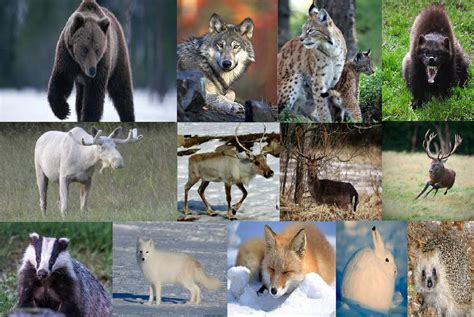 Nordic Animals by cargirl9 on DeviantArt