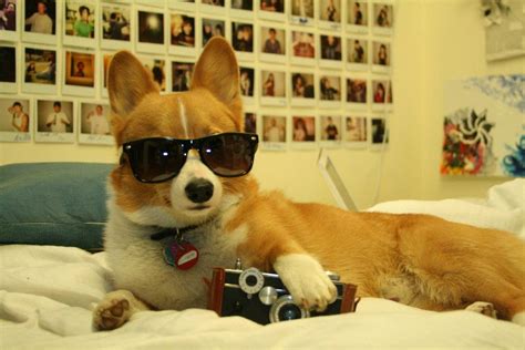 Download Corgi Funny Pictures | Wallpapers.com