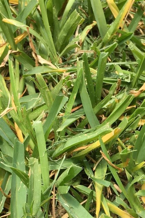 St Augustine Grass Turning Yellow In 2022 St Augustine Grass Grass Turf Grass