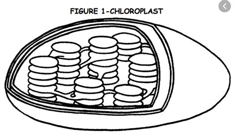 Chloroplast Diagram | Quizlet