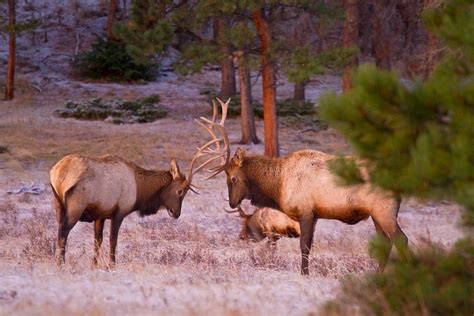 Bull Elk Fighting Photograph by Crystal Garner - Fine Art America