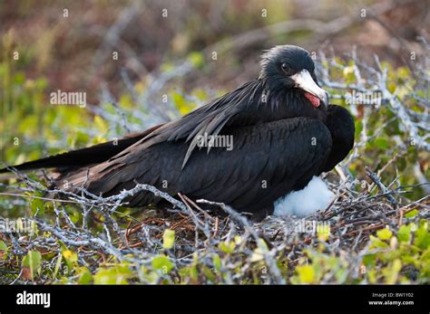 Magnificent Frigatebird Fregata Magnificens North Seymour Island