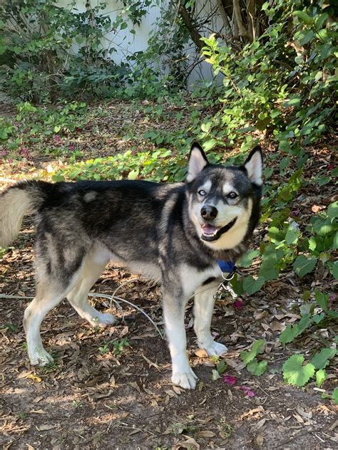 Siberian Husky Puppies For Sale Florida Center FL 327565