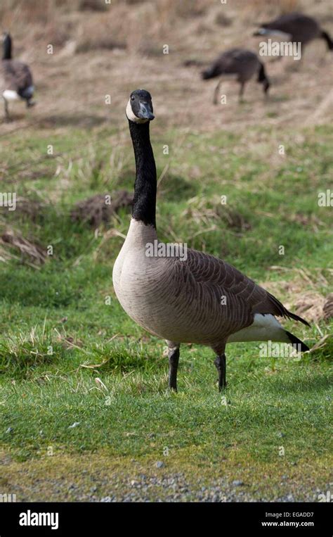 Canadian Geese feeding photographed at Nisqually National Wildlife ...