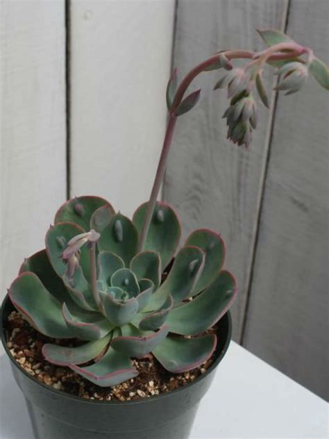 Echeveria Rain Drops World Of Succulents