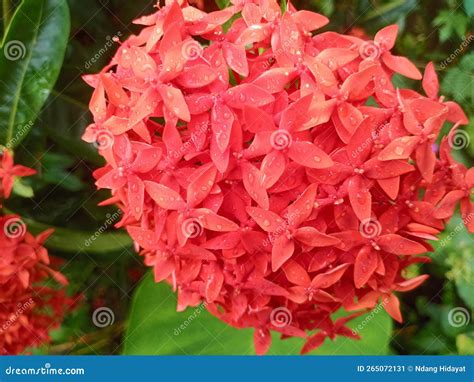 Crimson flowers stock image. Image of beautiful, plant - 265072131