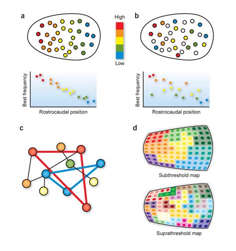 Tonotopy And Network Architecture In Primary Auditory Cortex A1 A