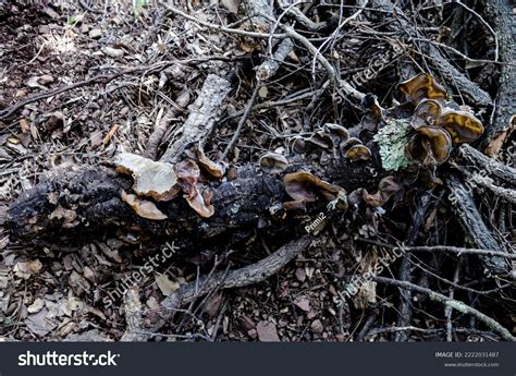 Edible Judas Ear Mushroom Auricularia Auriculajudae Stock Photo