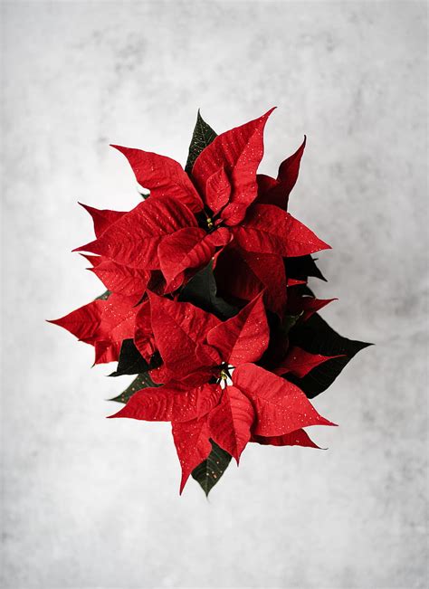 Poinsettia Leaves Flower Red HD Phone Wallpaper Peakpx