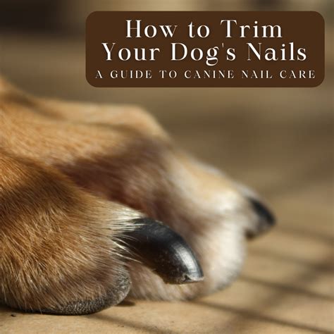 Easy Dog Nail Trimming Atelier Yuwaciaojp