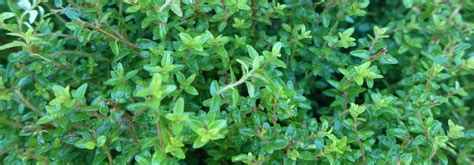 Nos Lonicera Nitida Garden Clouds Green Breeze Chèvrefeuille Arbustif