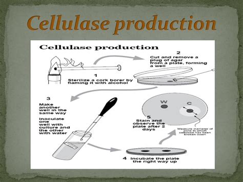 Ppt Cellulase Enzyme Powerpoint Presentation Free Download Id5735640