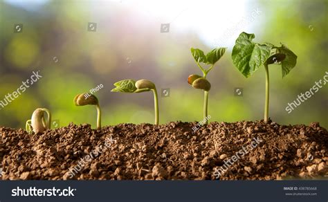 10,746 Bean seeds germination Images, Stock Photos & Vectors | Shutterstock