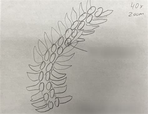 Bio Lab Practical Diagram Quizlet