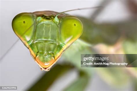 Praying Mantis Eye Photos And Premium High Res Pictures Getty Images