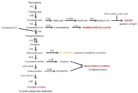 Phenylpropanoid Biosynthesis Pathway