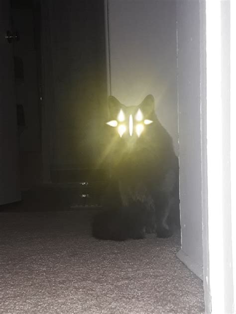 #cats with glowing eyes on Tumblr