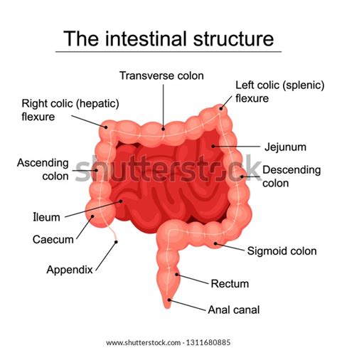 Human Intestinal Structure Medical Diagram Structure 스톡 벡터 로열티 프리