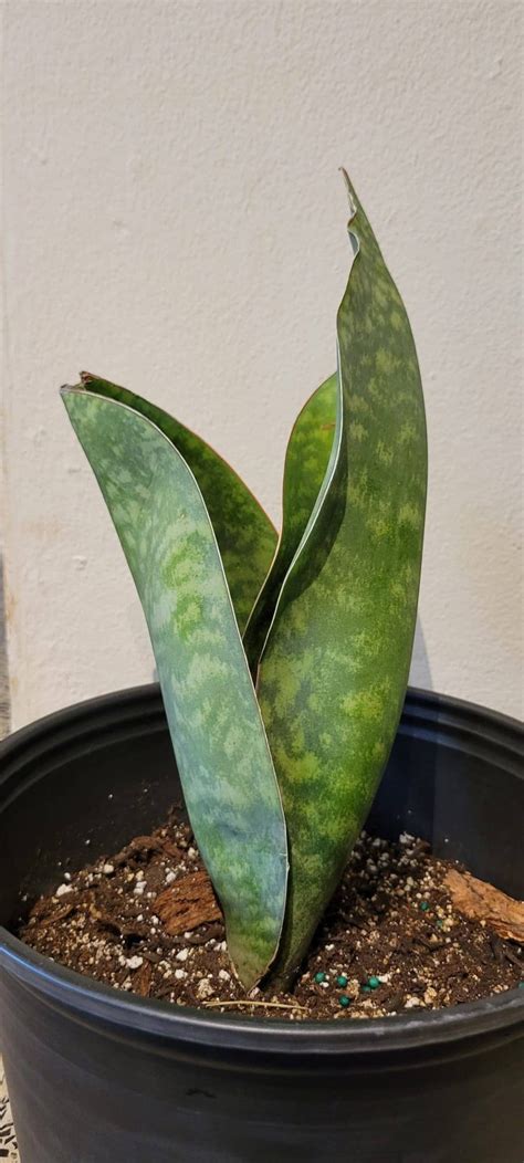 Sansiveria Masoniana Whale Fin Snake Plant Etsy