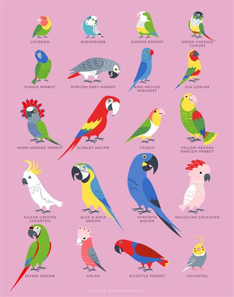 Parrots Art Print Etsy Parrots Art Cute Birds Parrot Pet