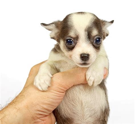 Cachorro chihuahua pequeño Foto Premium