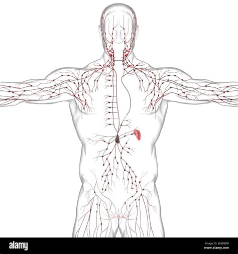 Human Lymph Nodes Anatomy For Medical Concept 3d Illustration Stock