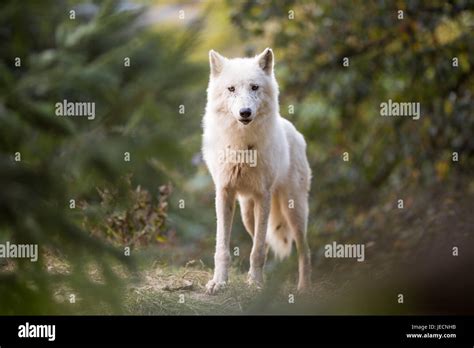 Arctic Wolf Looking At The Camera Stock Photo Alamy