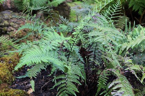 Pityrogramma Ebenea Flora Del Bosque Mes Filo De Monta A Y Vegetaci N